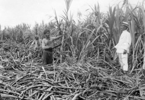 Pulau Jawa kaya akan penghasil gula sejak dahulu